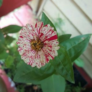 Meet your Posher, Dorota