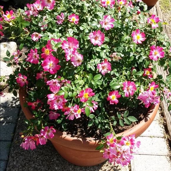Meet your Posher, Diane - Picture 1 of 1
