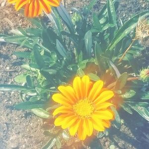 Meet your Posher, Brittney