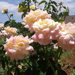 Meet your Posher, Ansley