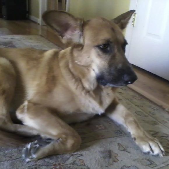 Meet your Posher, Molly