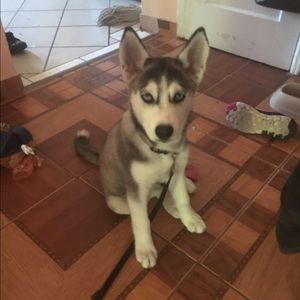 Meet your Posher, Lily