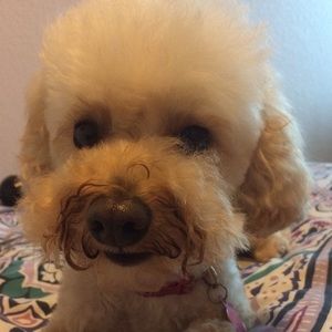 Meet your Posher, Jacque
