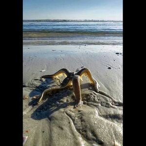 Meet your Posher, Jack