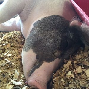 Meet your Posher, Jamie