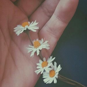 Meet your Posher, Dominique