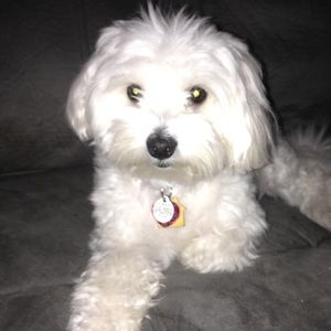 Meet your Posher, Betty