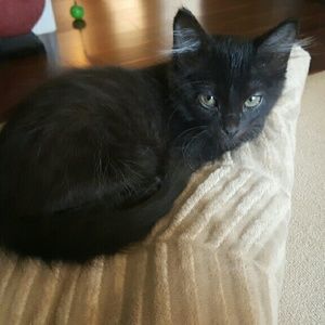 Meet your Posher, Payton