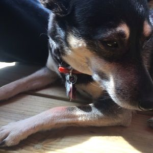 Meet your Posher, Shania