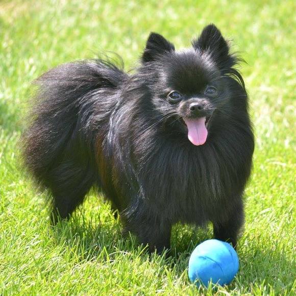 Meet your Posher, Shannon - Picture 1 of 2