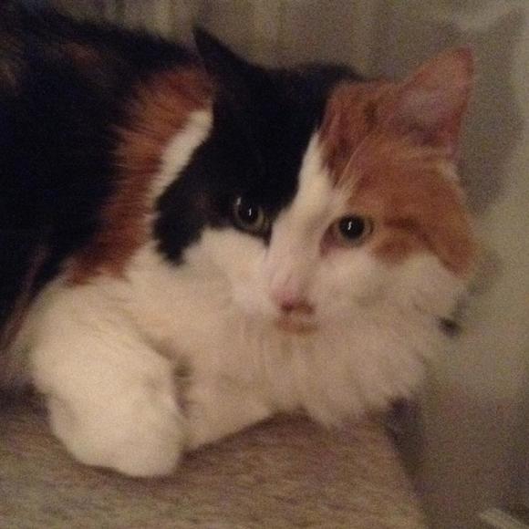 Meet your Posher, Martha - Picture 1 of 1