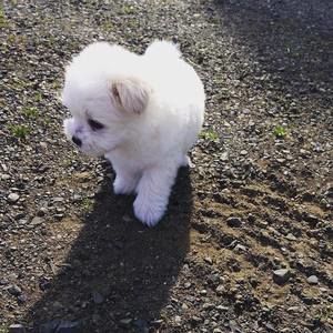 Meet your Posher, Norma