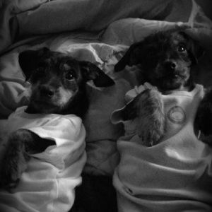 Meet your Posher, Sandy