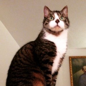 Meet your Posher, Maya