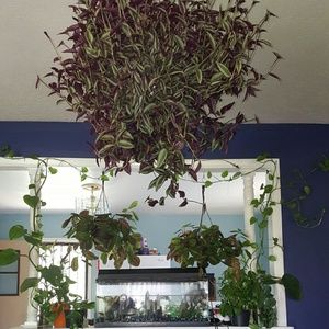 Meet your Posher, Rasha