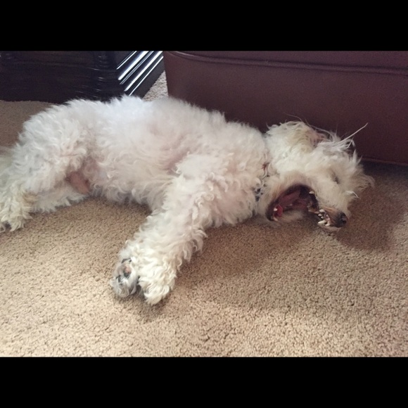 Meet your Posher, Rachel - Picture 1 of 1