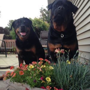 Meet your Posher, Robin