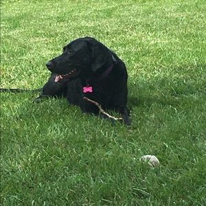 Meet your Posher, Casey