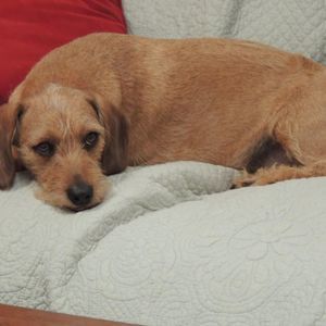 Meet your Posher, Holly