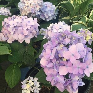 Meet your Posher, Alison