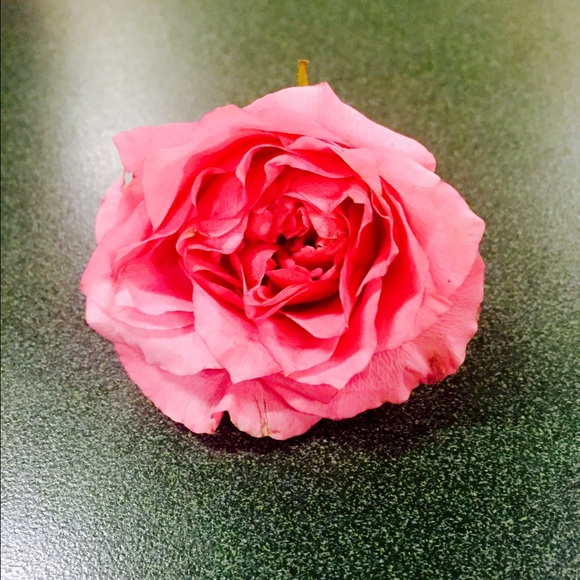 Meet your Posher, Tessa - Picture 1 of 1