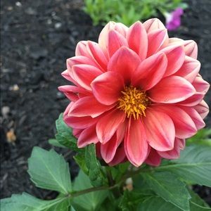 Meet your Posher, Ellie