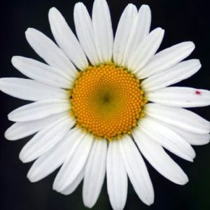 Meet your Posher, India