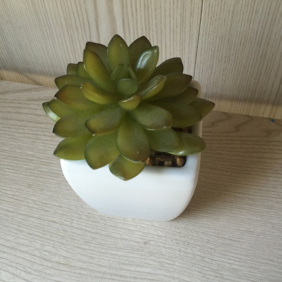 Fake succulent plant - Picture 2 of 3