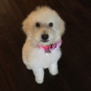 Meet your Posher, Janna