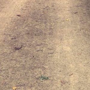 Meet your Posher, Sydney