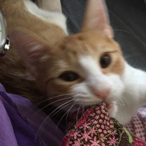 Meet your Posher, Vicky