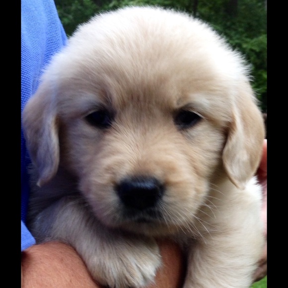 Meet your Posher, Aubrey - Picture 2 of 8