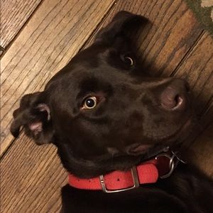 Meet your Posher, Anna