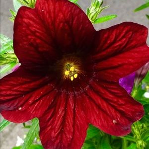 Meet your Posher, Renee