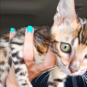 Meet your Posher, Kyra