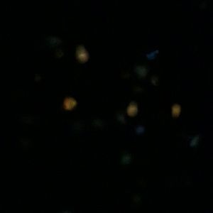 Meet your Posher, Brandi