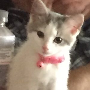 Meet your Posher, Sue