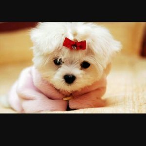 Meet your Posher, Sherry