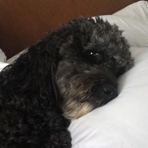 Meet your Posher, Gianna