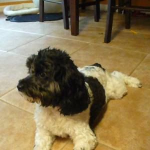 Meet your Posher, Susan