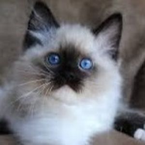 Meet your Posher, Ava