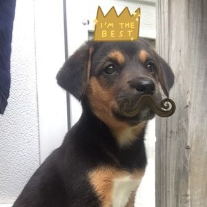 Meet your Posher, Cheyenne