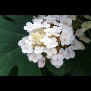 Meet your Posher, Hank