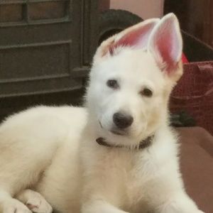 Meet your Posher, Pam