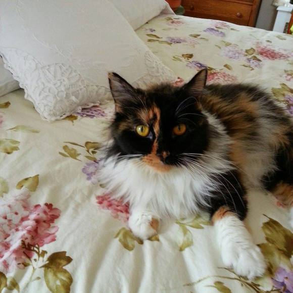 Meet your Posher, Doris - Picture 1 of 1