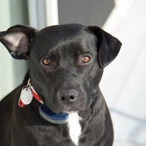 Meet your Posher, Lola