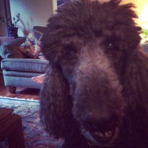 Meet your Posher, Caitlin