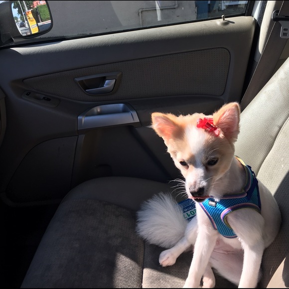 Meet your Posher, Rafael - Picture 1 of 1