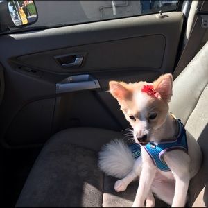 Meet your Posher, Rafael