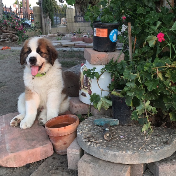 Meet your Posher, Daisy - Picture 2 of 3
